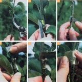 Kako razmnožiti orah